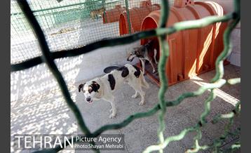 نقاهتگاه سگ های بدون صاحب واقع در آراد کوه 44