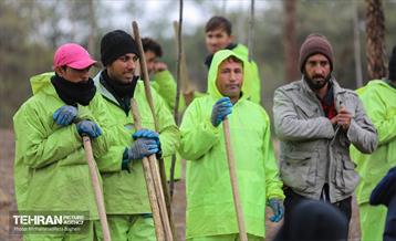 آغاز کاشت ۲۵ هزار اصله نهال غیرمثمر در بوستان چیتگر 5