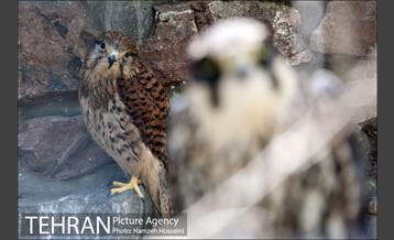 باغ پرندگان تهران 9