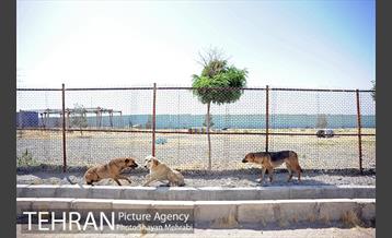 نقاهتگاه سگ های بدون صاحب واقع در آراد کوه 21