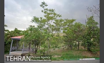 پارک جنگلی لویزان‎ 8