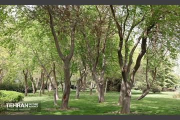 بوستان بانوان نرگس 16