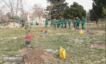 مراسم درختکاری در منطقه 15 12