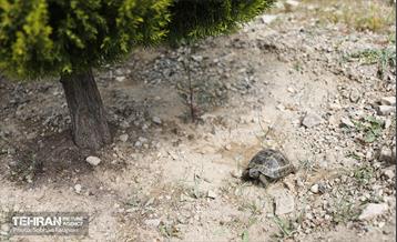 بازدید اصحاب رسانه از کمربند سبز 14