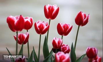 تور عکاسی از باغ ایرانی 26