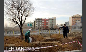 تلاش ویژه شهرداری برای نجات زندگی حدود یکصد درخت اتوبان نیایش 10