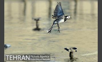 میدان آزادی 4