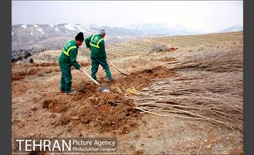 کاشت ۱۰۰ هزار اصله نهال در پارک جنگلی تلو 1