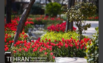 رویش گل های لاله در باغ ایرانی 30
