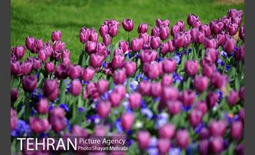 رویش گل های لاله در پارک شهر 32