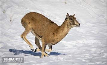 حیات وحش تهران  51