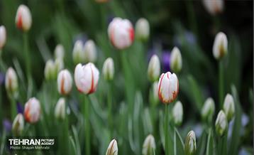 تور عکاسی از باغ ایرانی 24