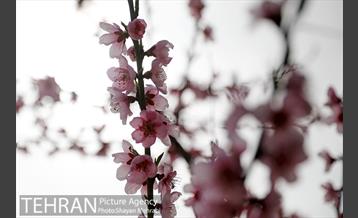بهار در تهران 27
