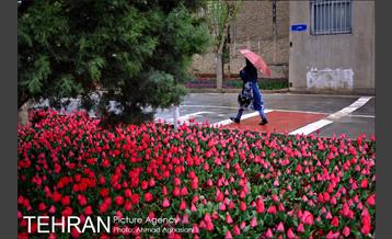 جشنواره لاله‌ها در بوستان زندگی محله هرندی 7