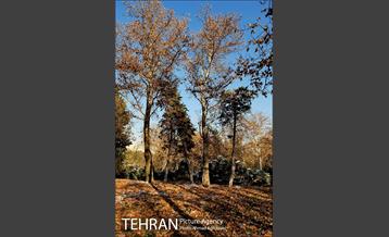 پاییز برفی پارک ملت 15