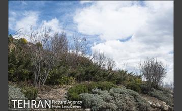 بوستان گلاب‌دره 24