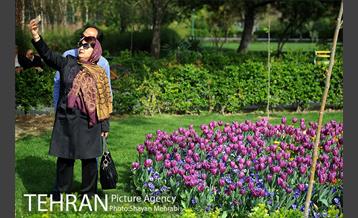 رویش گل های لاله در پارک شهر 31