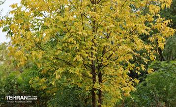 یک روز بارانی در منطقه 19 2