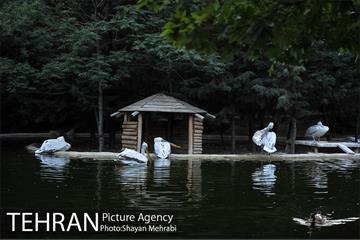 باغ پرندگان تهران 70