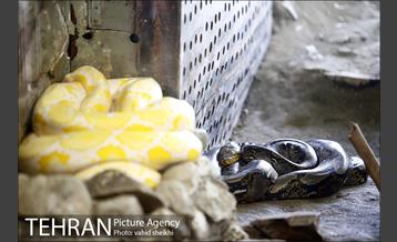 باغ وحش ارم 32