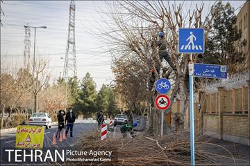 آغاز فصل هرس درختان- 3