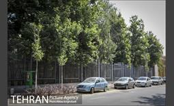 پارک خودرو‌ بین درختان چنار 4