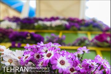 گل آرایی پل سیدخندان 11