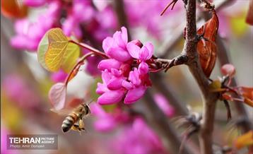 بهار ارغوانی 9