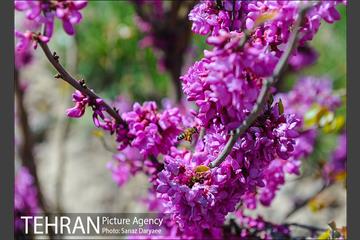طبیعت بهاری بوستان سرخه حصار‎ 14