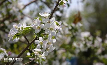 هوای بهاری منطقه 5 15