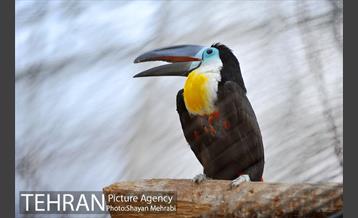 باغ پرندگان تهران 36