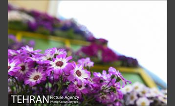 گل آرایی پل سیدخندان 12