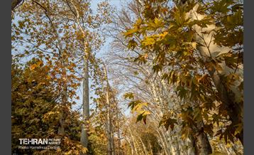 آخرین روزهای پاییزی  1