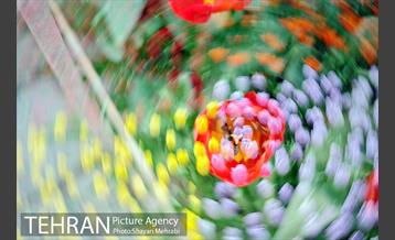 پیاده راه لاله مادران 44