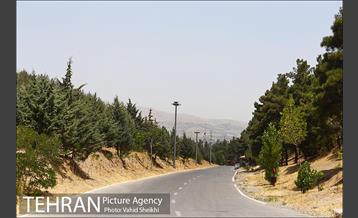 بوستان جنگلی یاس فاطمی 26