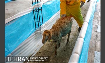 مرکز عرضه دام بهداشتی به مناسبت عید قربان در منطقه 22 تهران 37