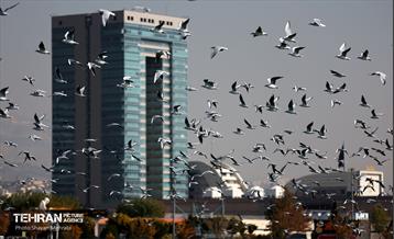 کوچ پرندگان مهاجر به دریاچه شهدای خلیج‌فارس 18