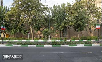 رفیوژ های همیشه سبز 12