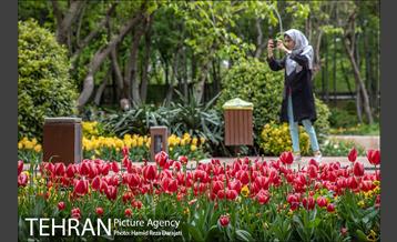 لاله های باغ ایرانی 9