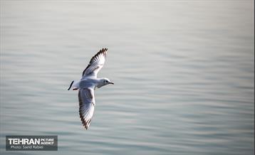 پرندگان مهاجر دریاچه چیتگر 13