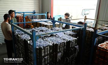 توزیع میوه شب عید قیمت تنظیم بازار در میادین و بازارهای میوه و تره‌بار 10