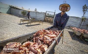 مهربانی با سگ های بدون صاحب 18