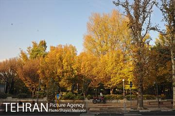 طبیعت پاییزی بلوار کشاورز 24