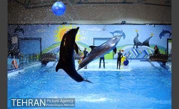 دلفیناریوم برج میلاد 7