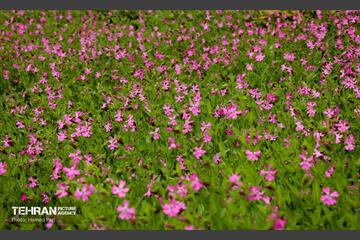 باغ گیاه‌شناسی 37