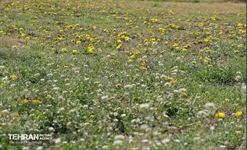 بهار در منطقه 18 24