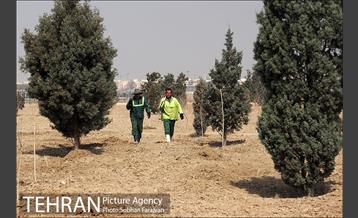 کاشت نهال در بوستان ولایت  29