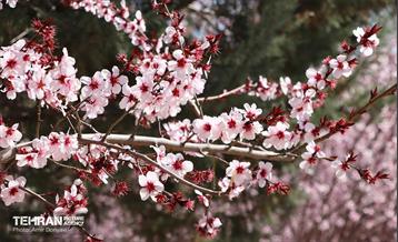 شکوفه‌های بهاری در بوستان سمن‌ها 29