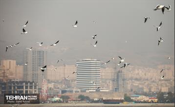 پرندگان مهاجر دریاچه چیتگر 42