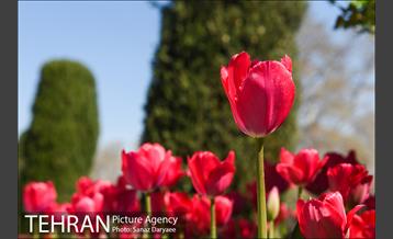 رویش لاله ها در پارک شهر 18